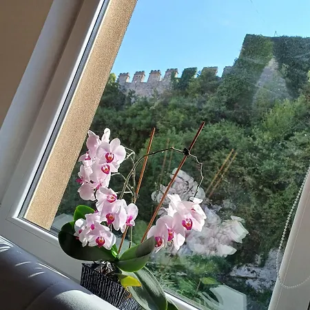 Rose Jajce